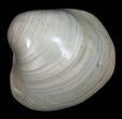 Polished Fossil Clam - Small Size #5280-2